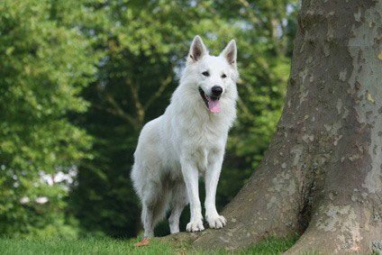 Berger_Blanc_Suisse1.jpg