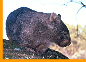 wombat.jpg