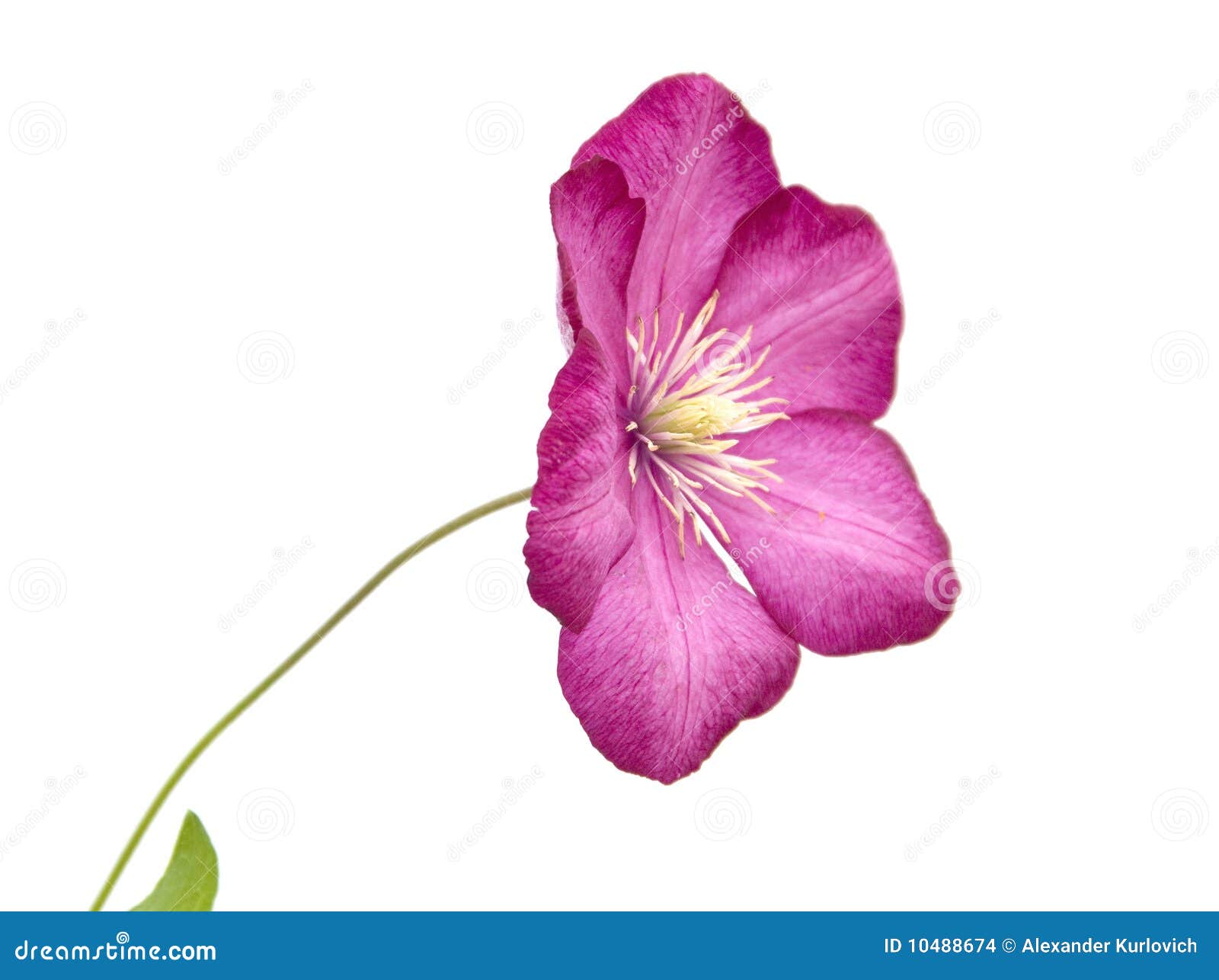 eine-blume-von-garten-clematis-bower-der-jungfrau-10488674.jpg