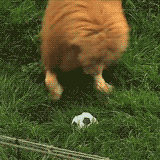 284.gif