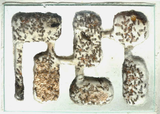 lasius-niger-gipsnest-365.JPG