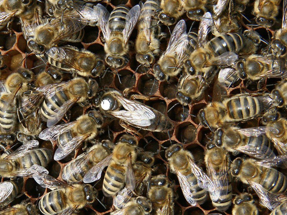 Bienenkoenigin4.jpg