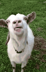 t2ZO02j.gif