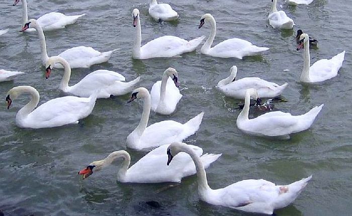 schwan-schwaene.jpg