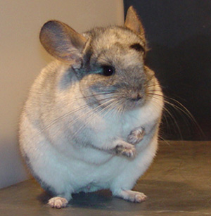 chinchilla_picture.jpg