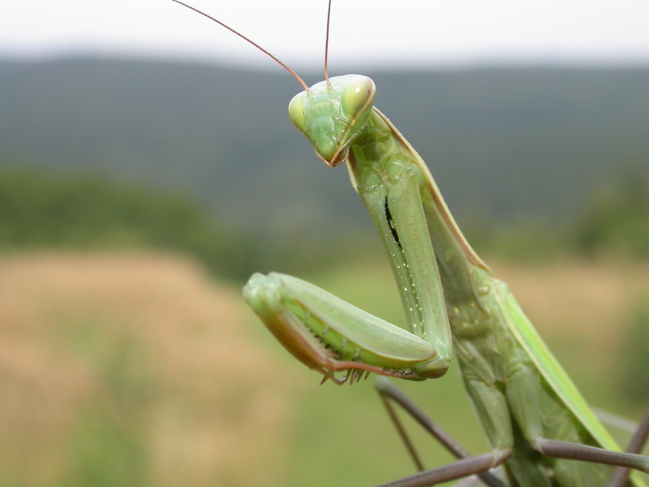 Mantis_religiosa.jpg