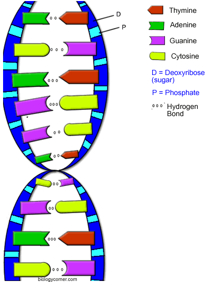 DNA-colored.gif