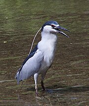 180px-Night_Heron.jpg