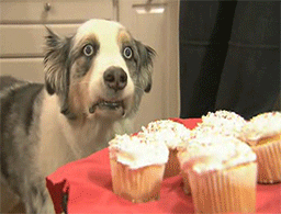 1234461732452.gif