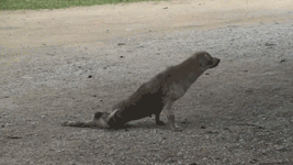 J7xOjUd.gif