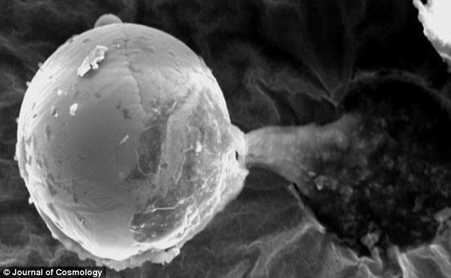 25BC61C100000578-0-The_metal_sphere_found_by_Dr_Wainwright_and_his_colleagues_above-a-4_1424092569745.jpg