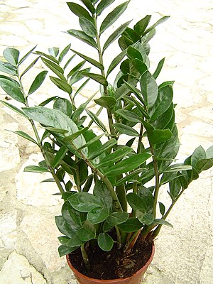 300px-Zamioculcas_zamiifolia_1.jpg