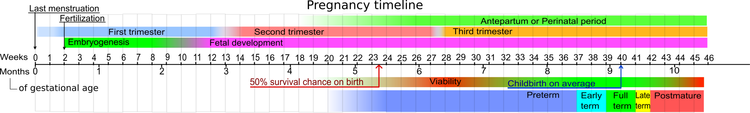 2560px-Pregnancy_timeline.png